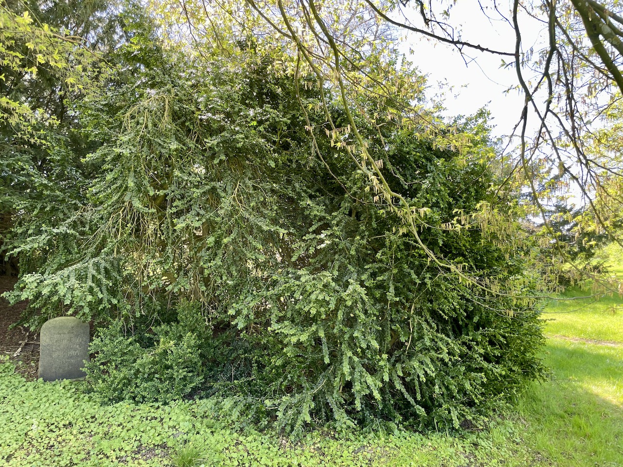 'Rotundifolia' Buxus sempervirens