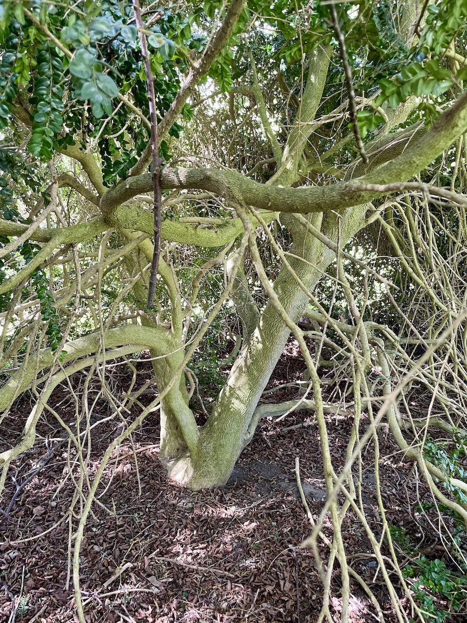 Buxus sempervirens 'Rotundifolia' - Losentitz - Mai 2023