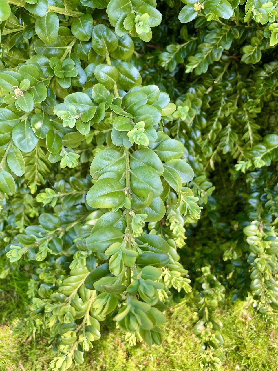 Buxus sempervirens 'Rotundifolia' - Losentitz - Mai 2023
