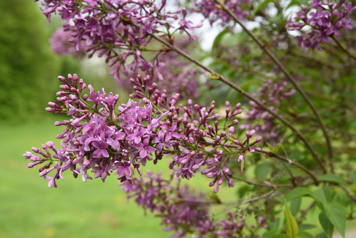 Syringa × persica 'Chinensis' - Losentitz - 2019