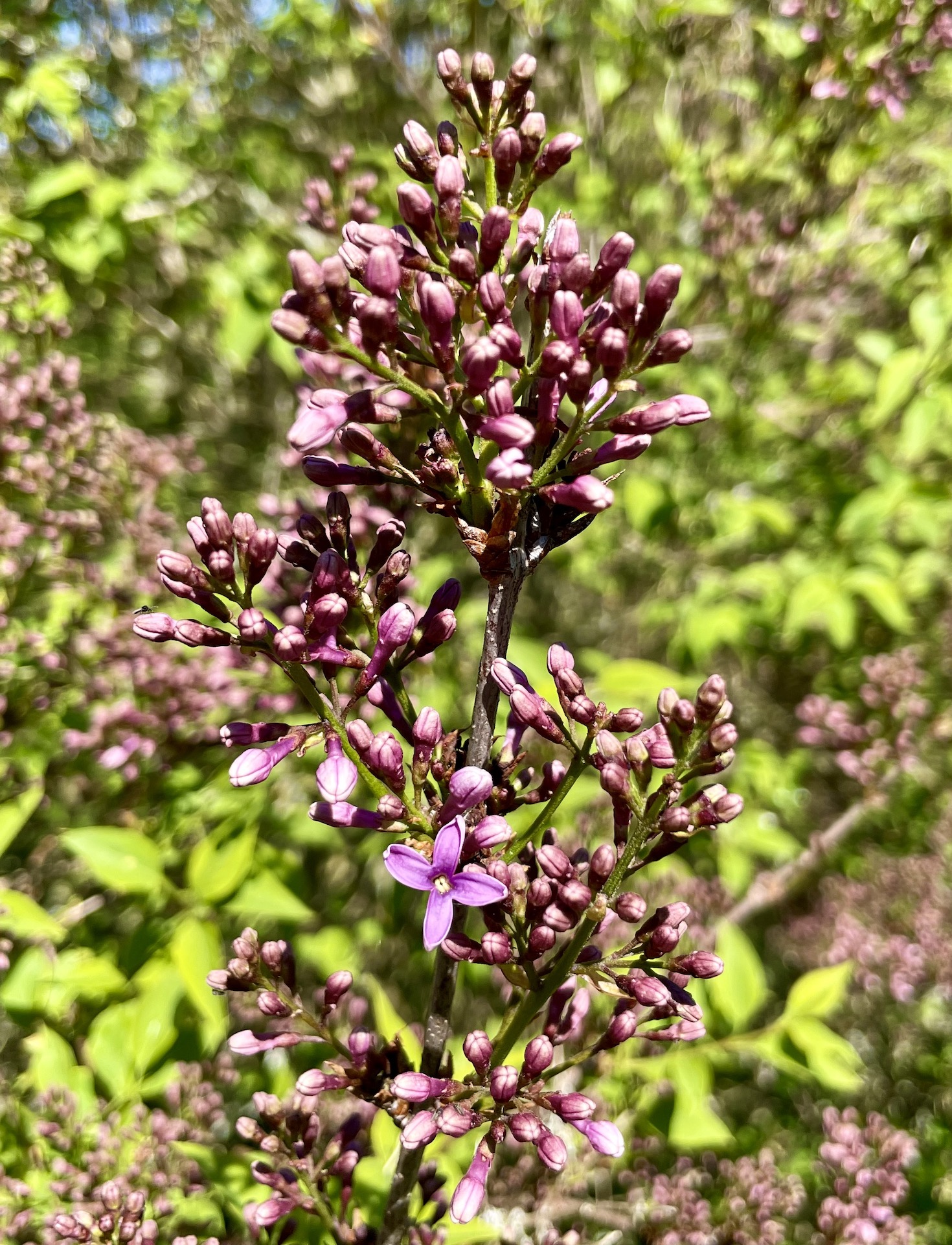 Syringa × persica 'Chinensis' - Losentitz - Mai 2023