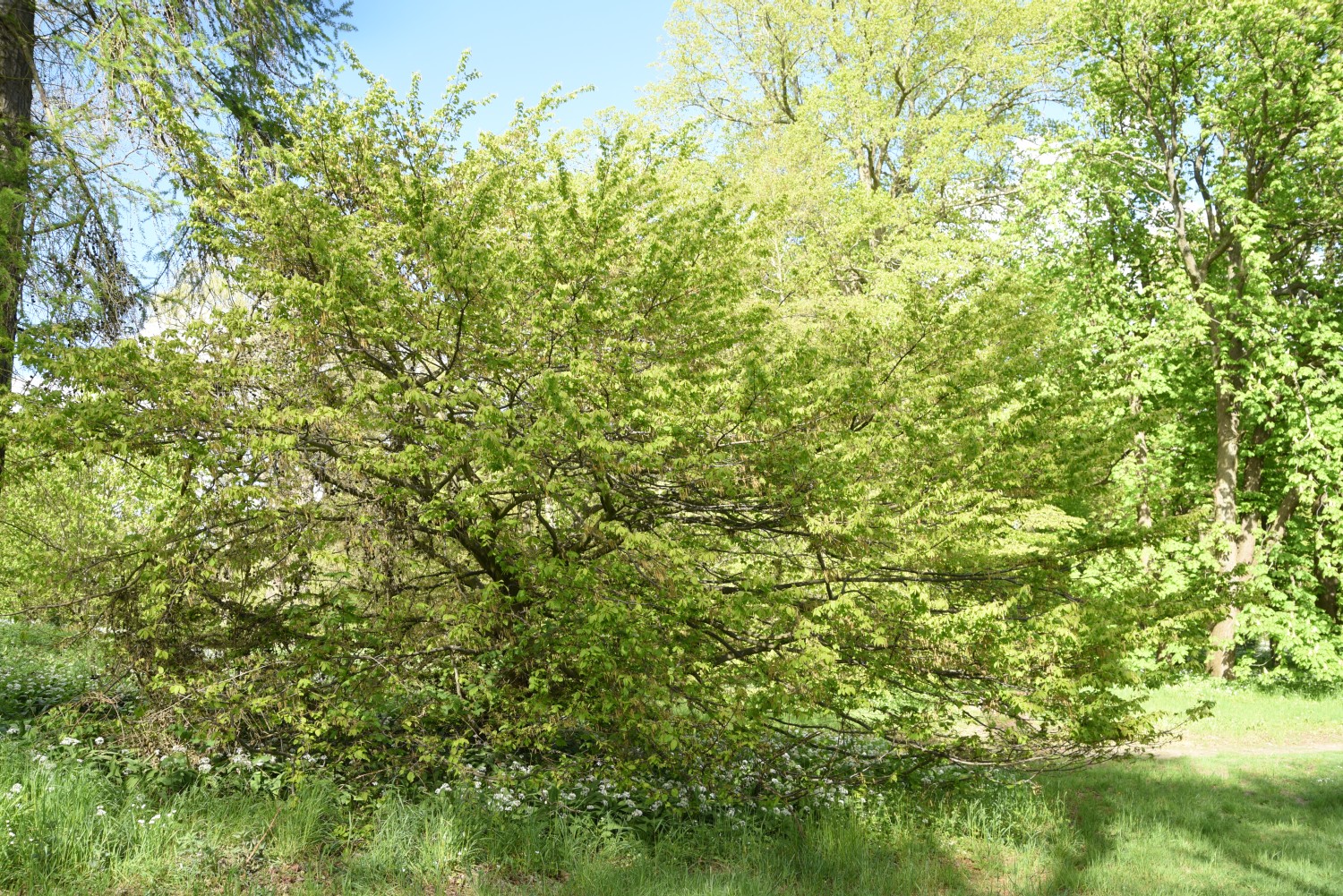 'Quercifolia' betulus Carpinus