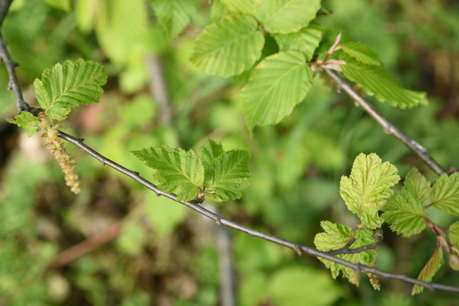 Carpinus betulus 'Quercifolia' - Putbus - 2019