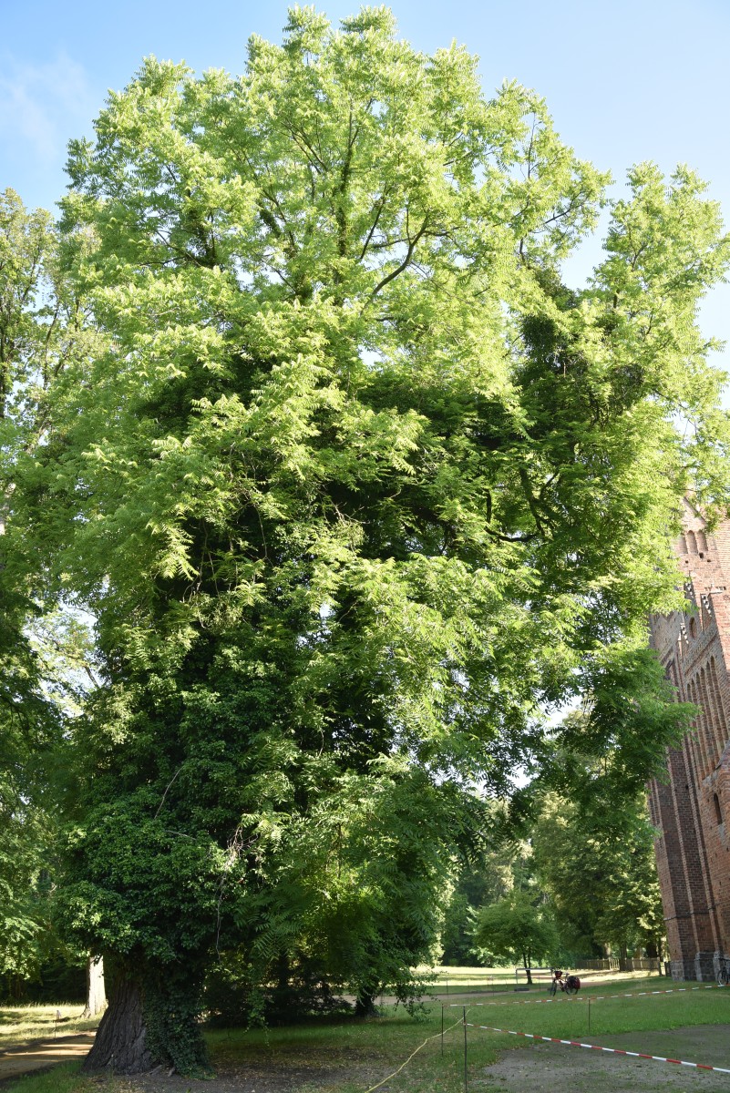 Juglans nigra - Chorin - 2019