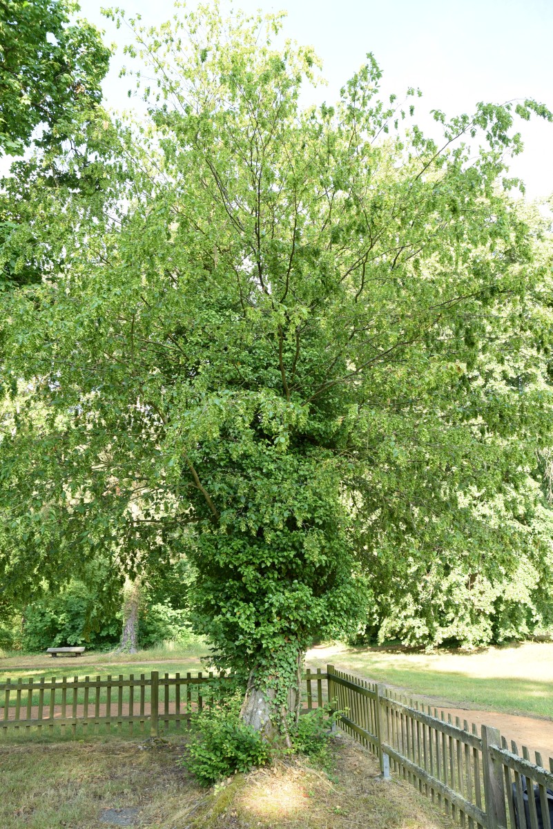 Carpinus betulus 'Quercifolia' - Chorin - 2019