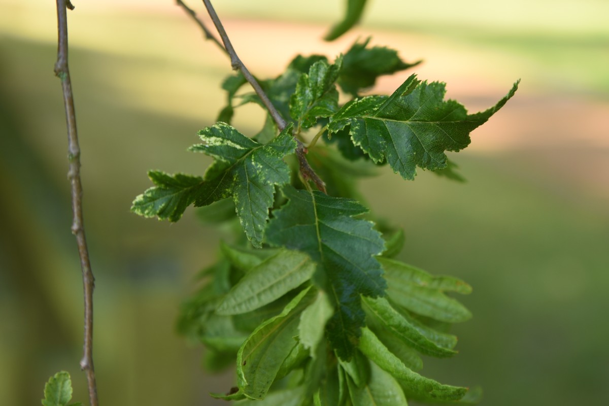 Carpinus betulus 'Quercifolia' - Chorin - 2019