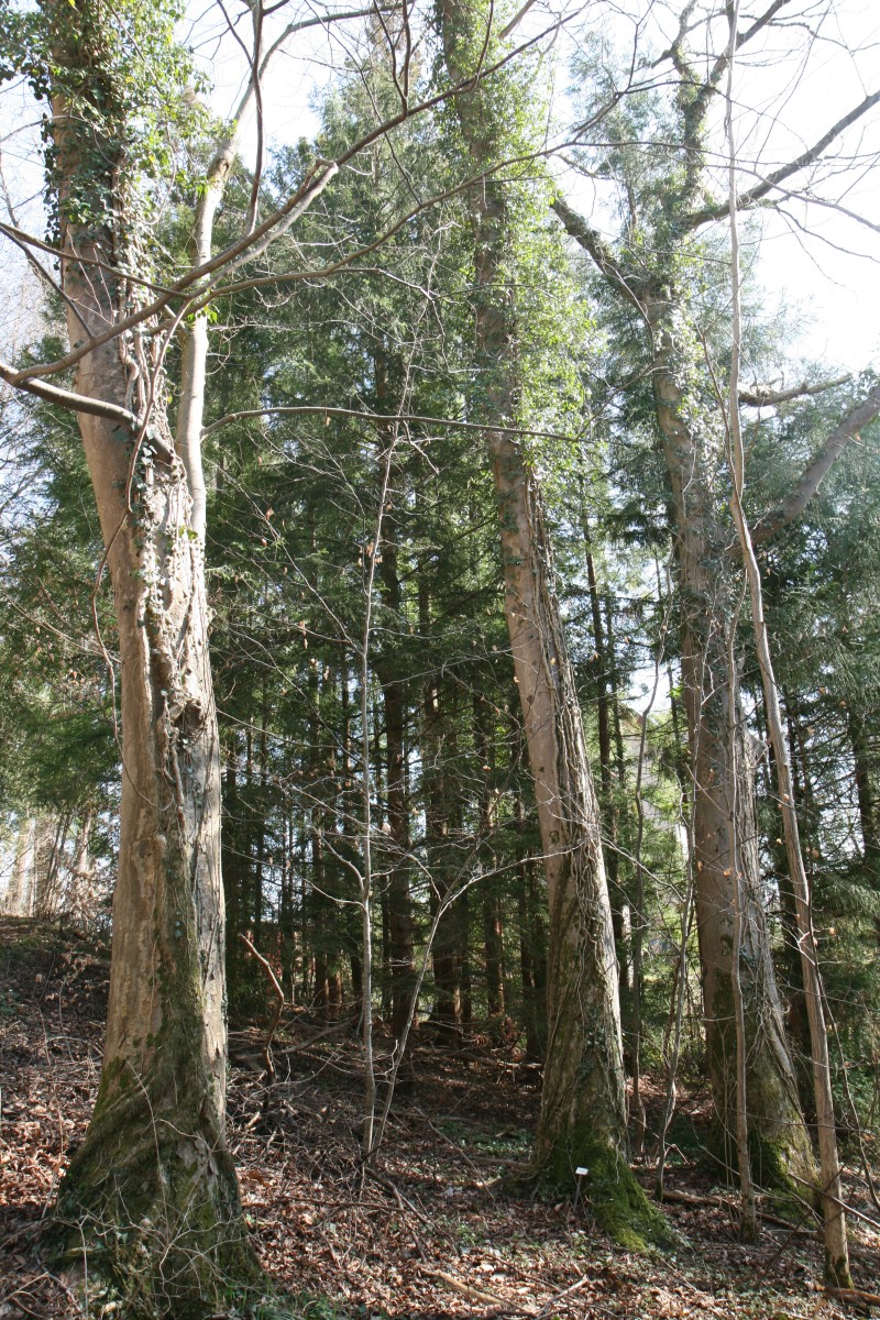 serrata Zelkova