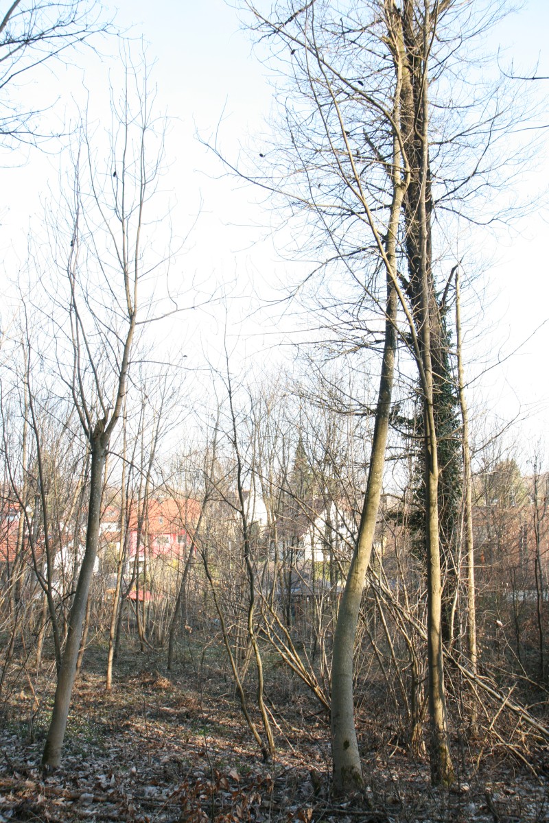 Magnolia obovata