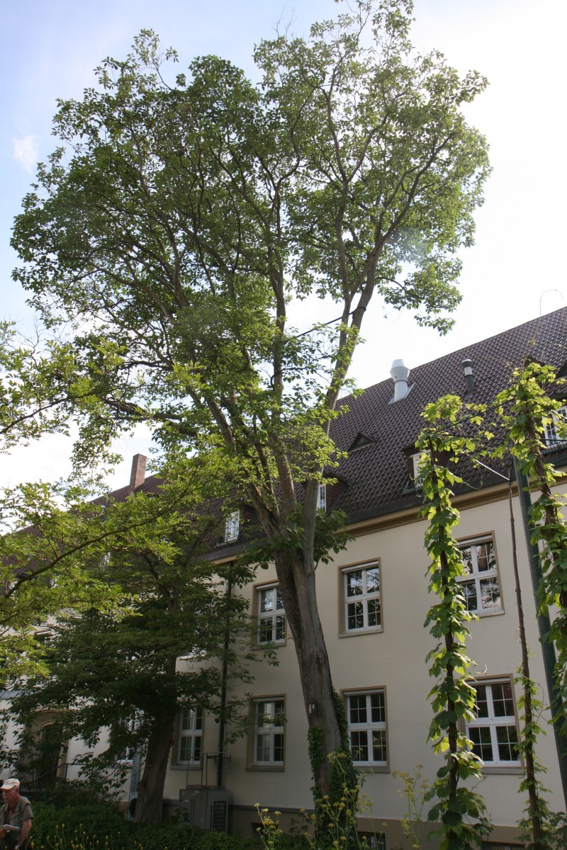 Broussonetia papyrifera - Mainz - 2019