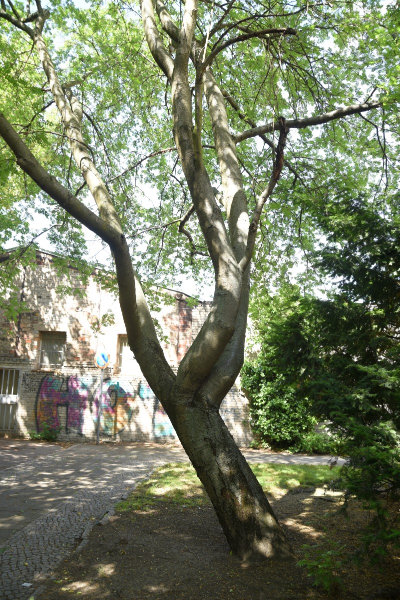 Sorbus aucuparia - Berlin - 2019