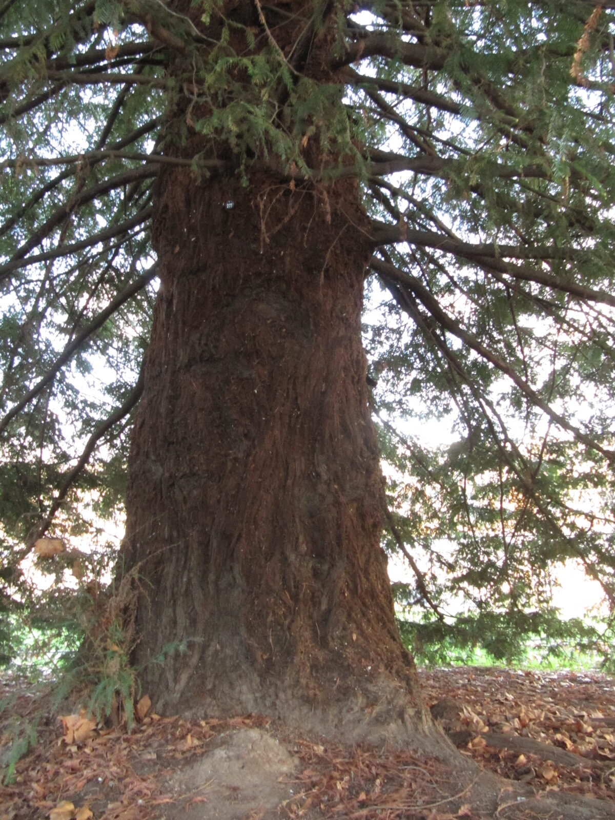 Sequoia sempervirens - Koblenz - Jan. 2023
