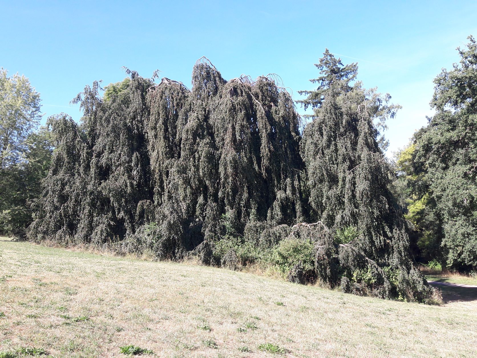 'Pendula' Fagus sylvatica