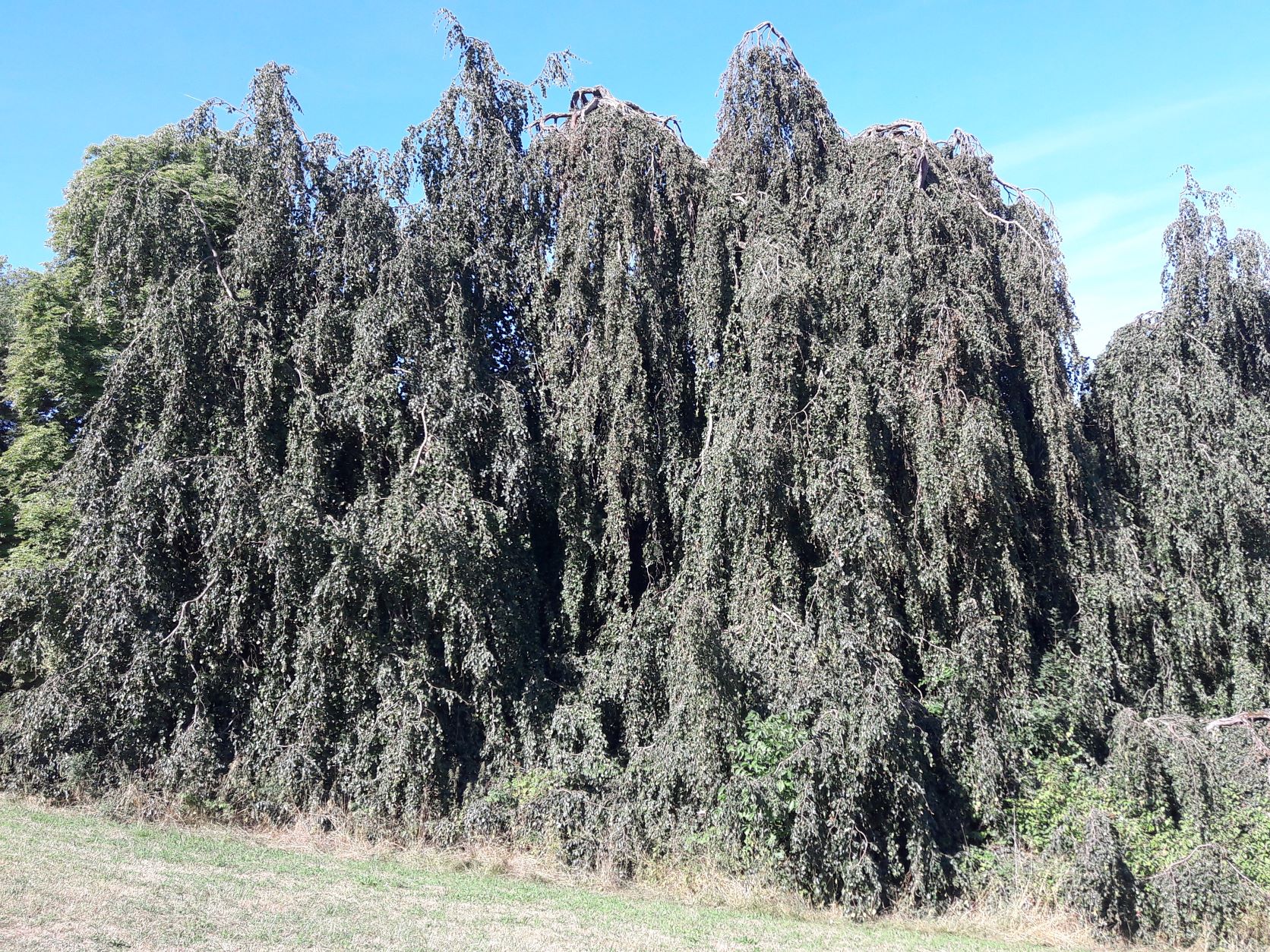 Fagus sylvatica 'Pendula' - Schlosspark Rauischholzhausen - August 2022