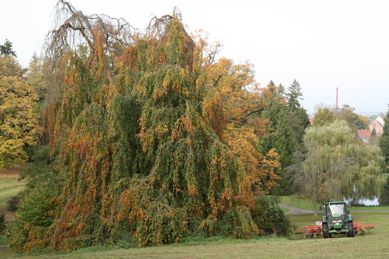 Fagus sylvatica 'Pendula' - Schlosspark Rauischholzhausen - 2021