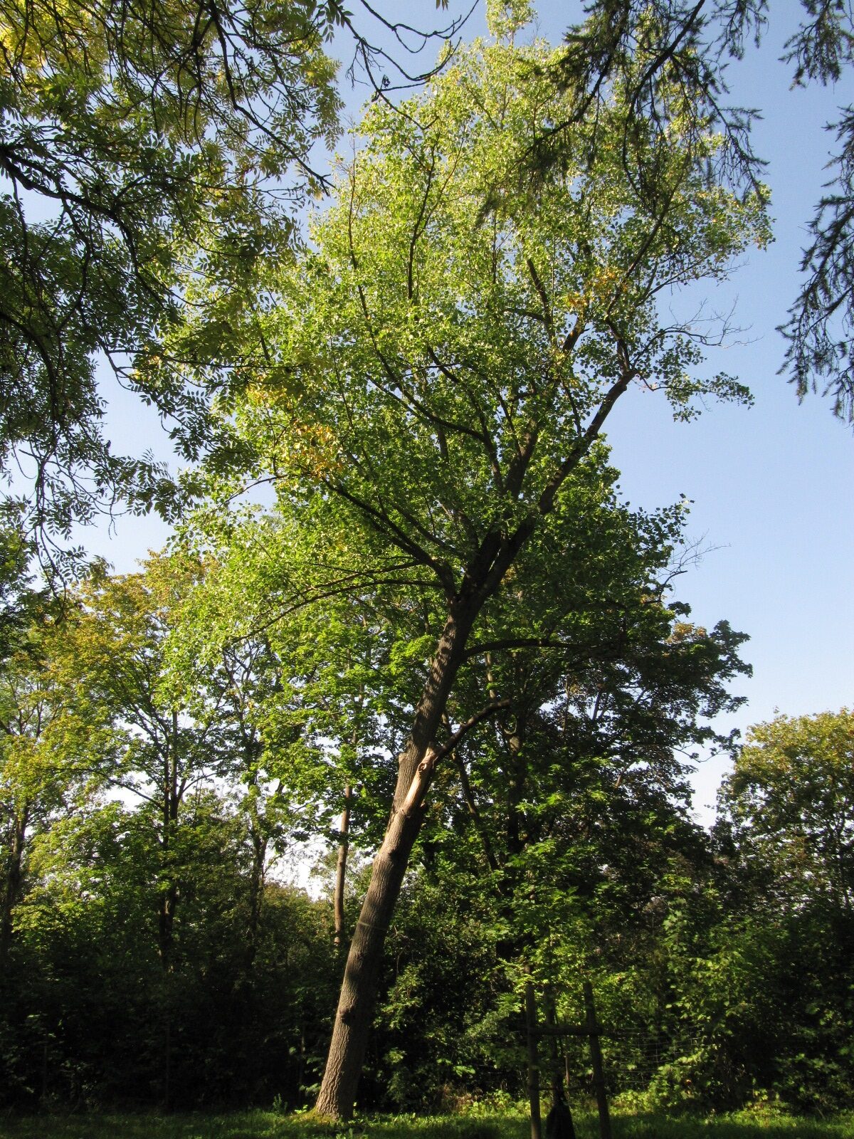 'Aureomarginatum' Liriodendron tulipifera