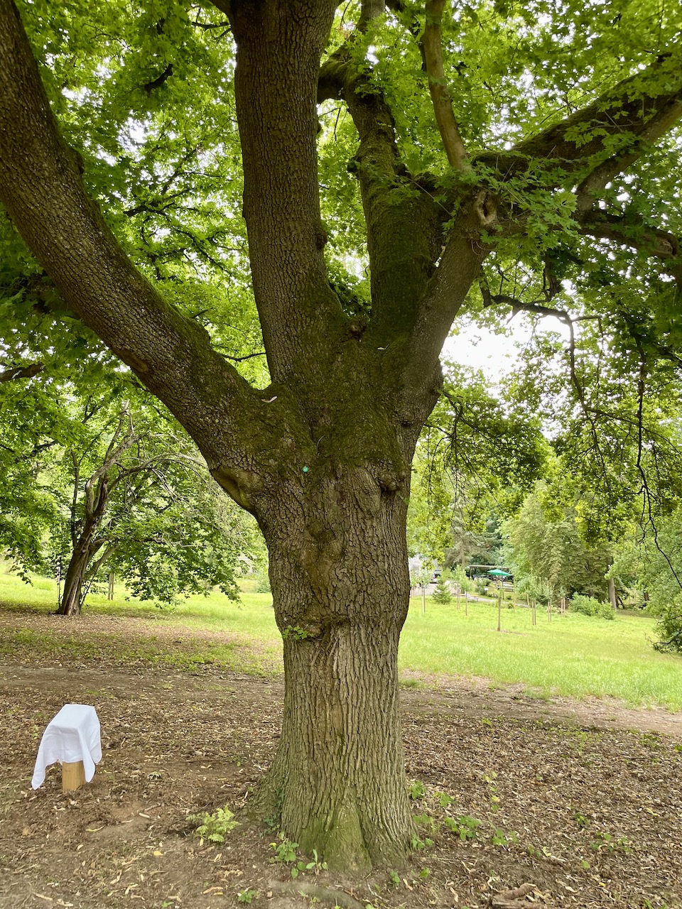 Acer platanoides 'Lorbergii' - Nordhausen - 2022