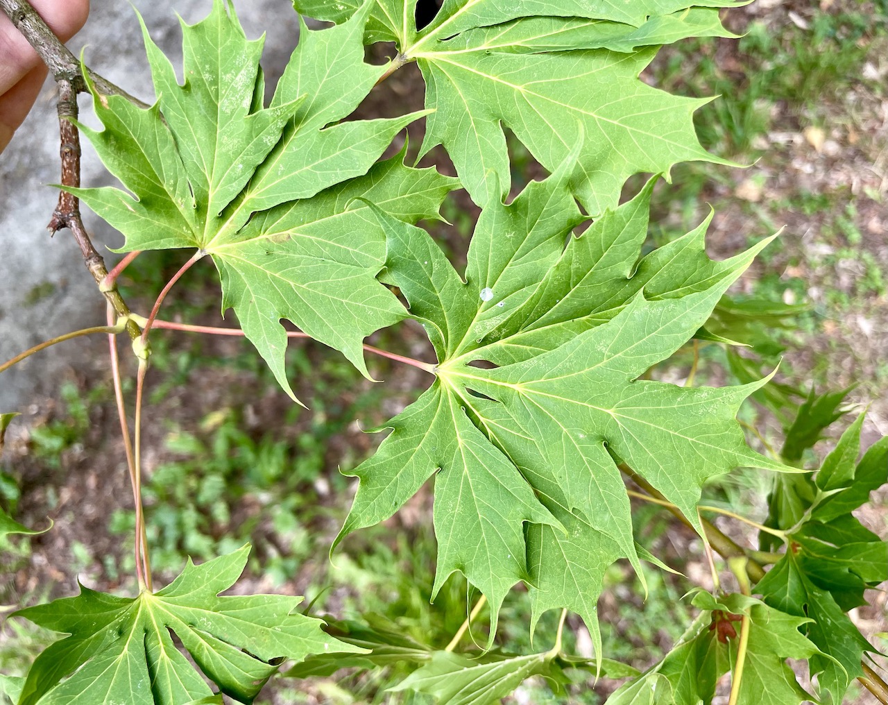 Acer platanoides 'Lorbergii' - Nordhausen - 2022