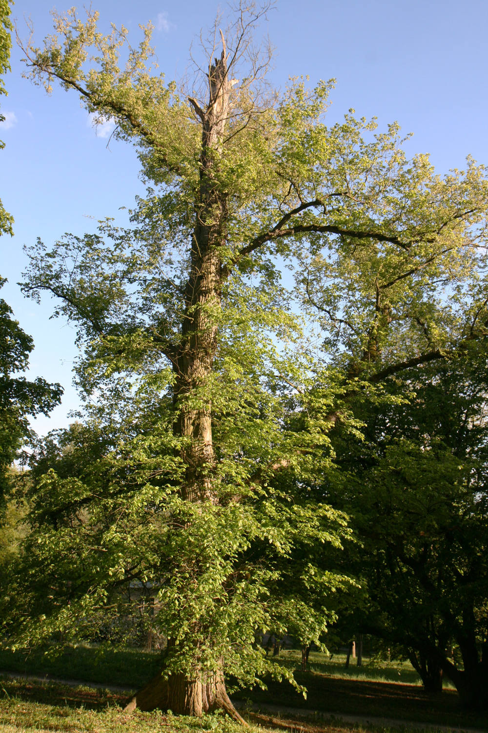laevis Ulmus