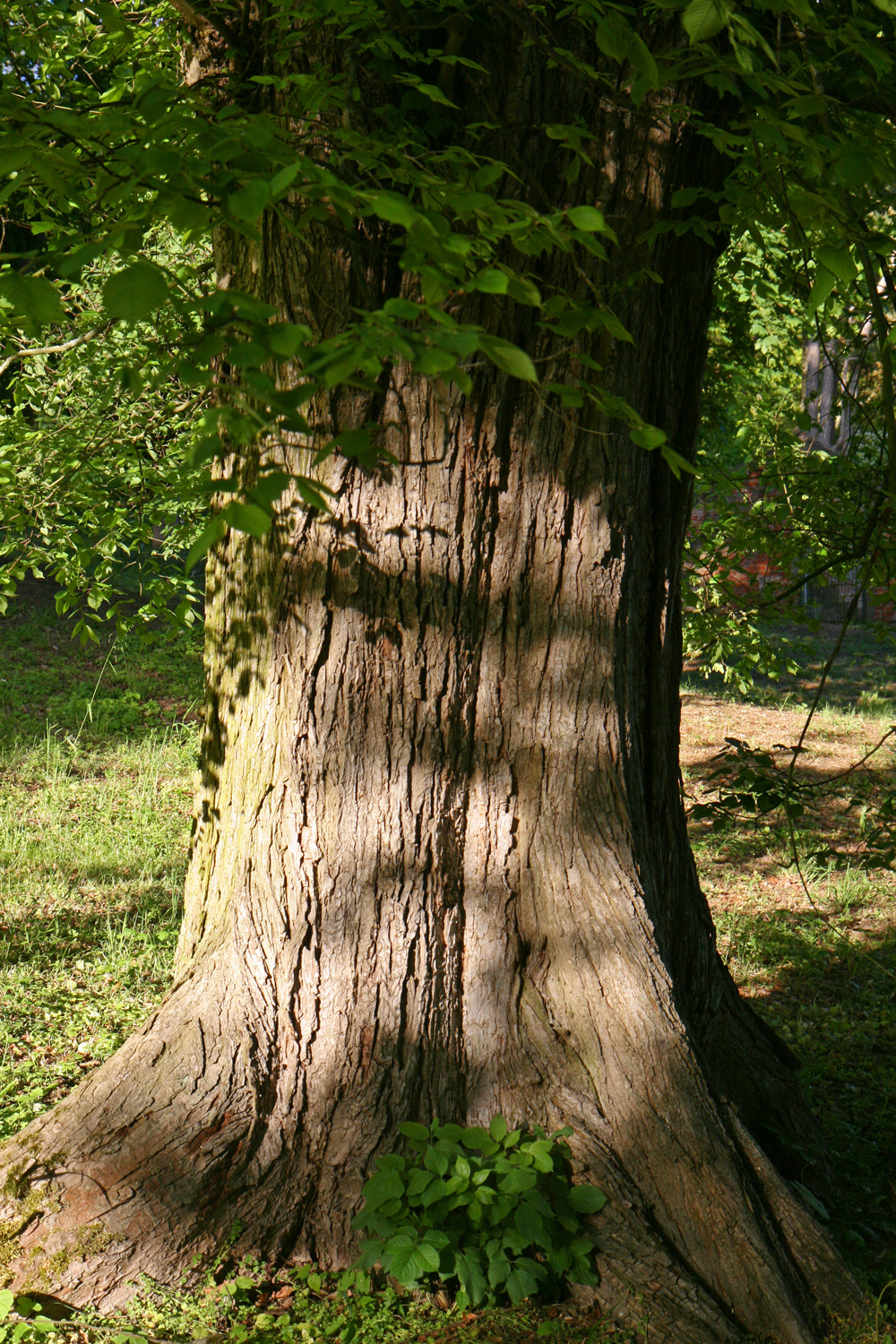 Ulmus laevis - Nordhausen - Mai 2019