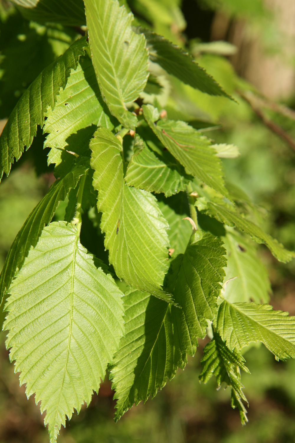 Ulmus laevis - Nordhausen - Mai 2019
