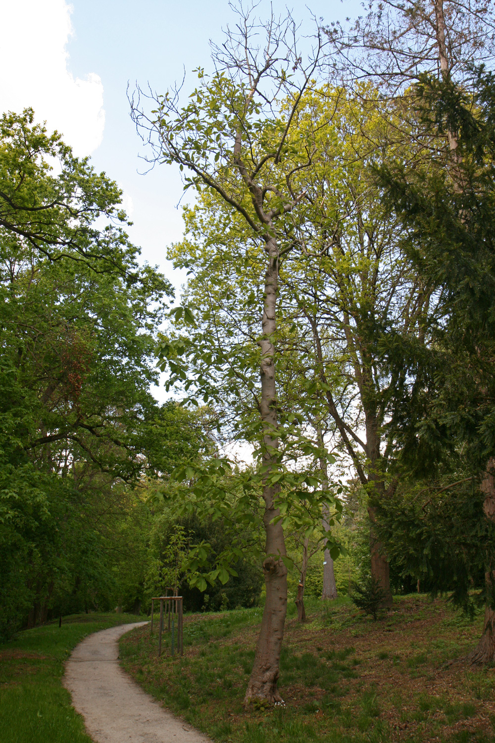Magnolia obovata