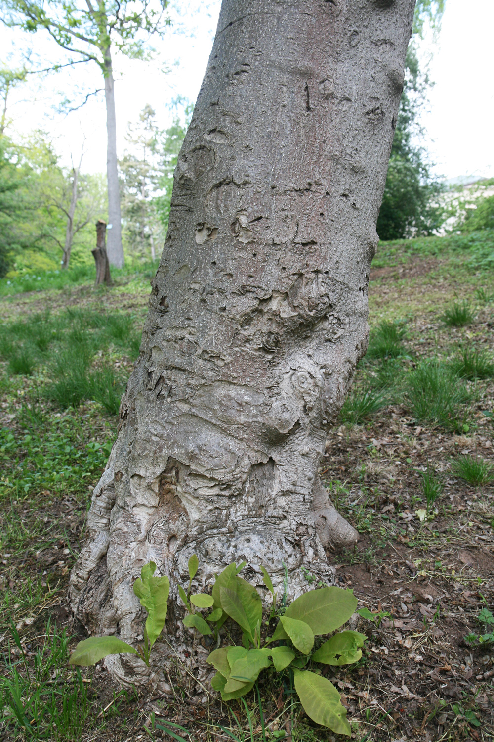 Magnolia obovata - Nordhausen - Mai 2019
