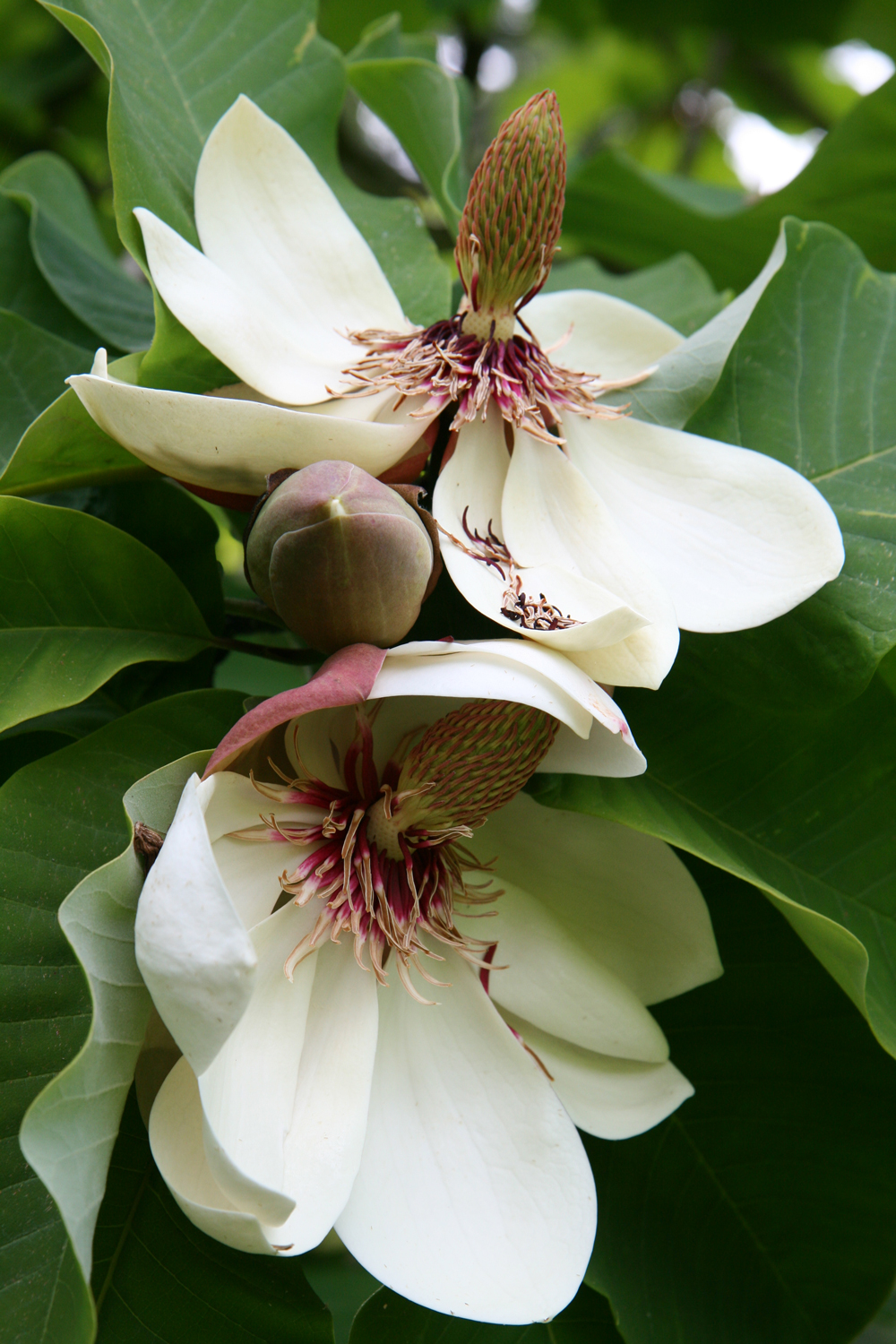 Magnolia obovata - Nordhausen - Juni 2013