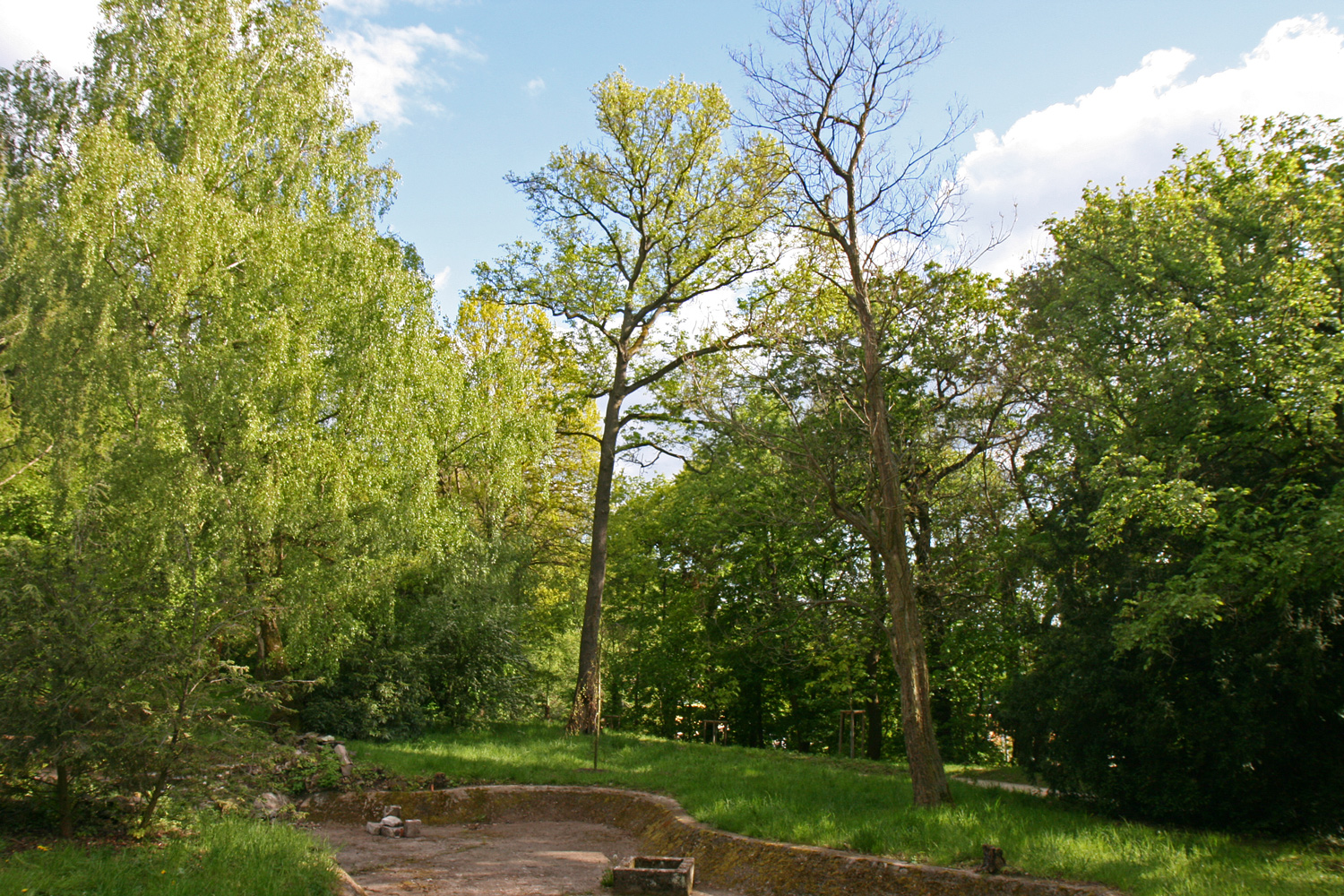 Liquidambar styraciflua