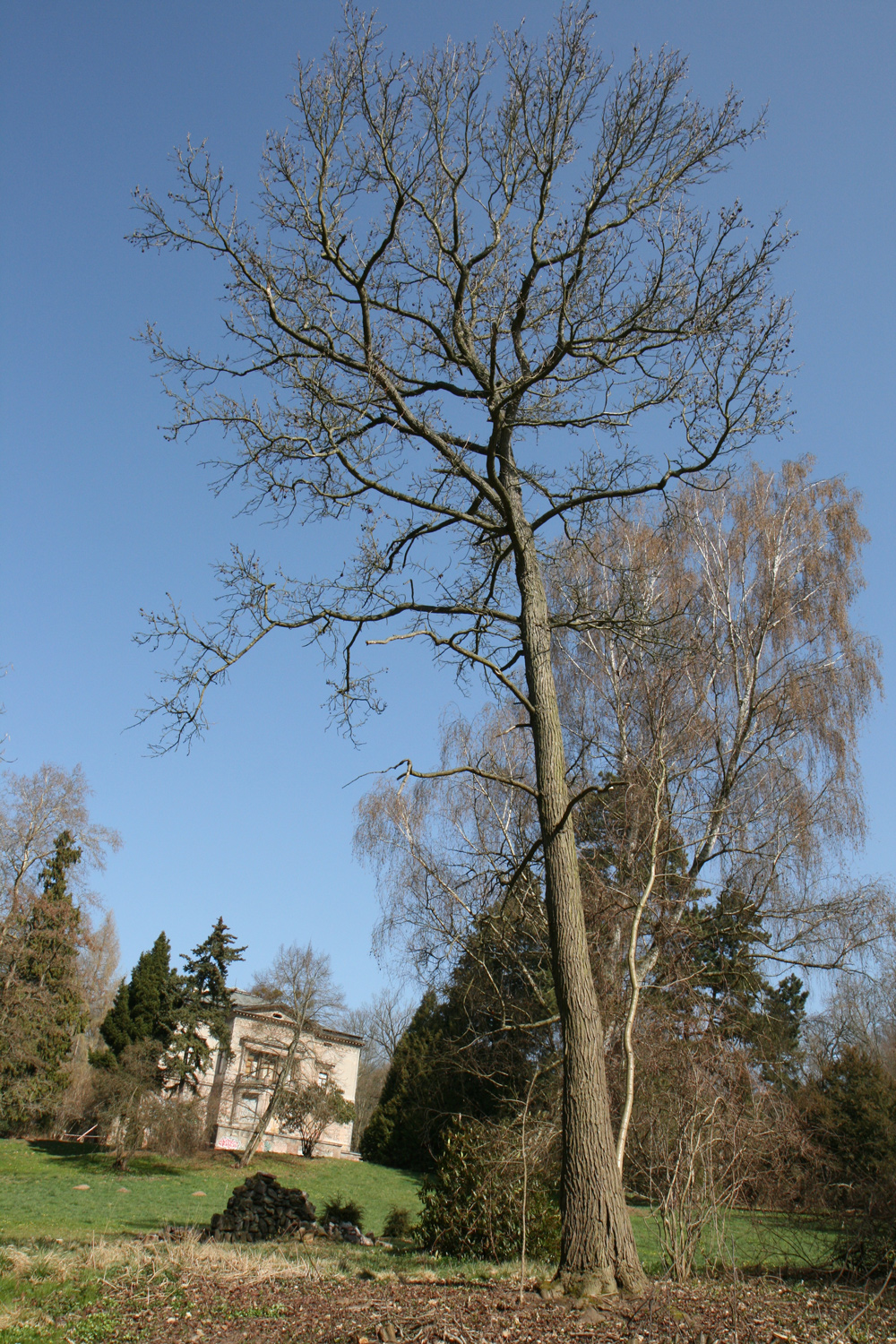 Liquidambar styraciflua - Nordhausen - Nov. 2009