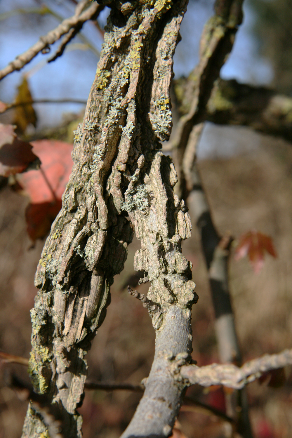 Liquidambar styraciflua - Nordhausen - Nov. 2009