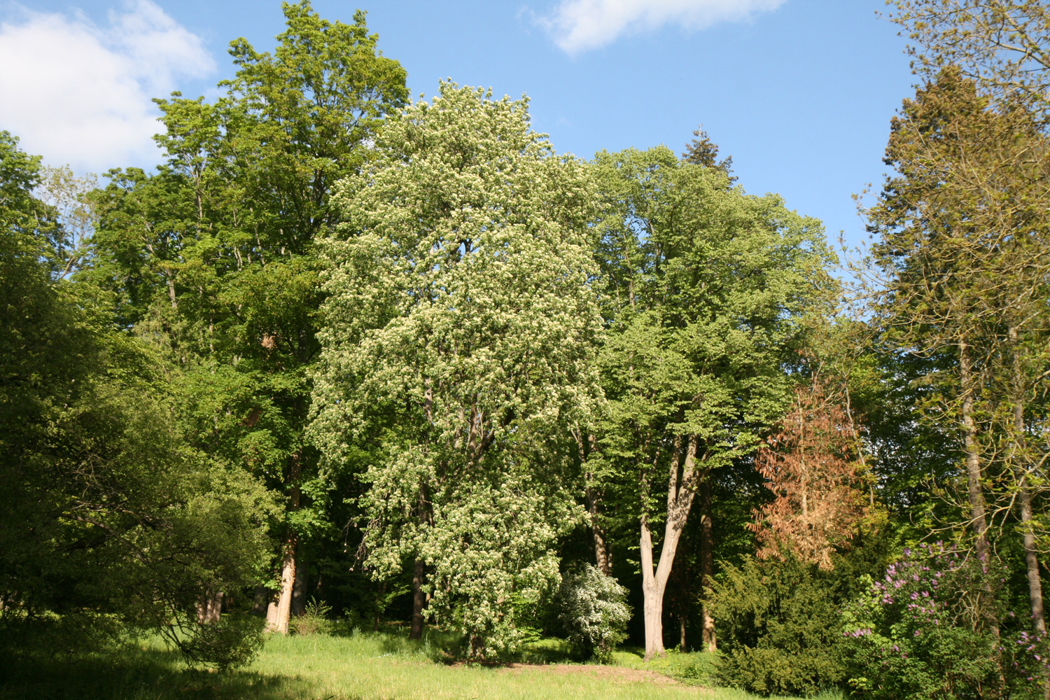 Sorbus torminalis