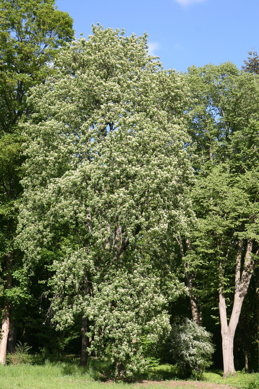 Sorbus tominalis - Nordhausen - Mai 2019