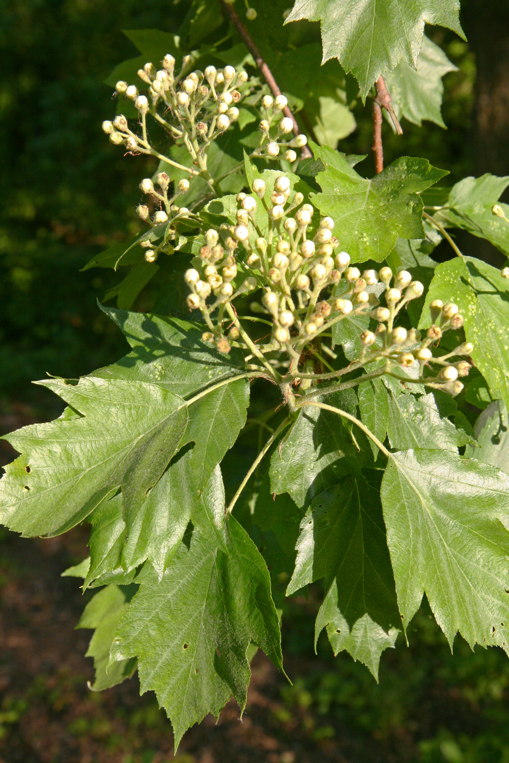 Sorbus tominalis - Nordhausen - Mai 2019