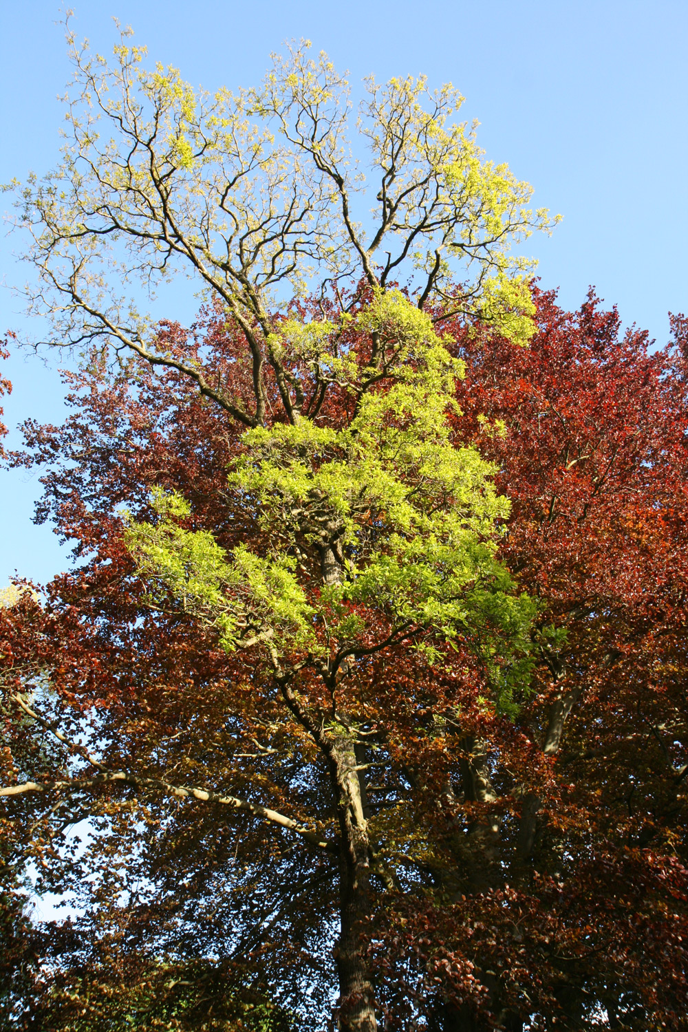 'Mespilifolia' petraea Quercus