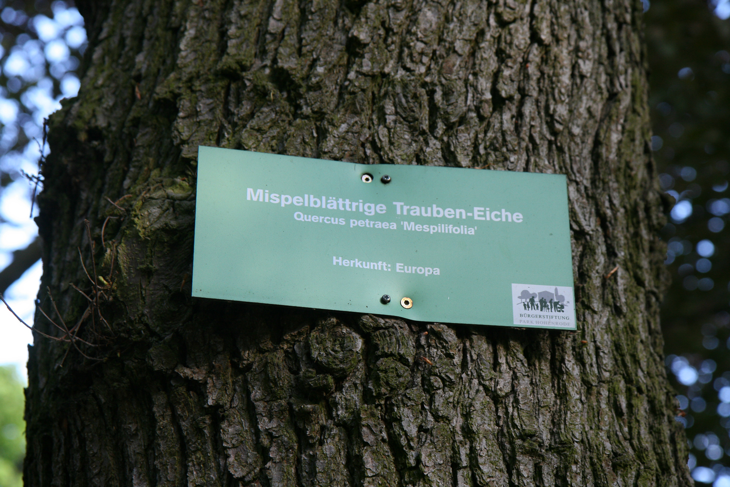 Quercus petraea 'Mespilifolia' - Nordhausen - Mai 2019
