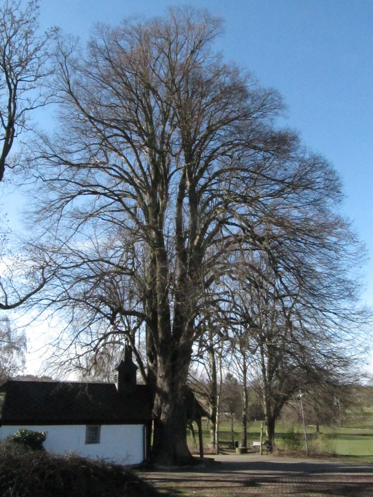 Tilia platyphyllos - Dernbach - Febr. 2024