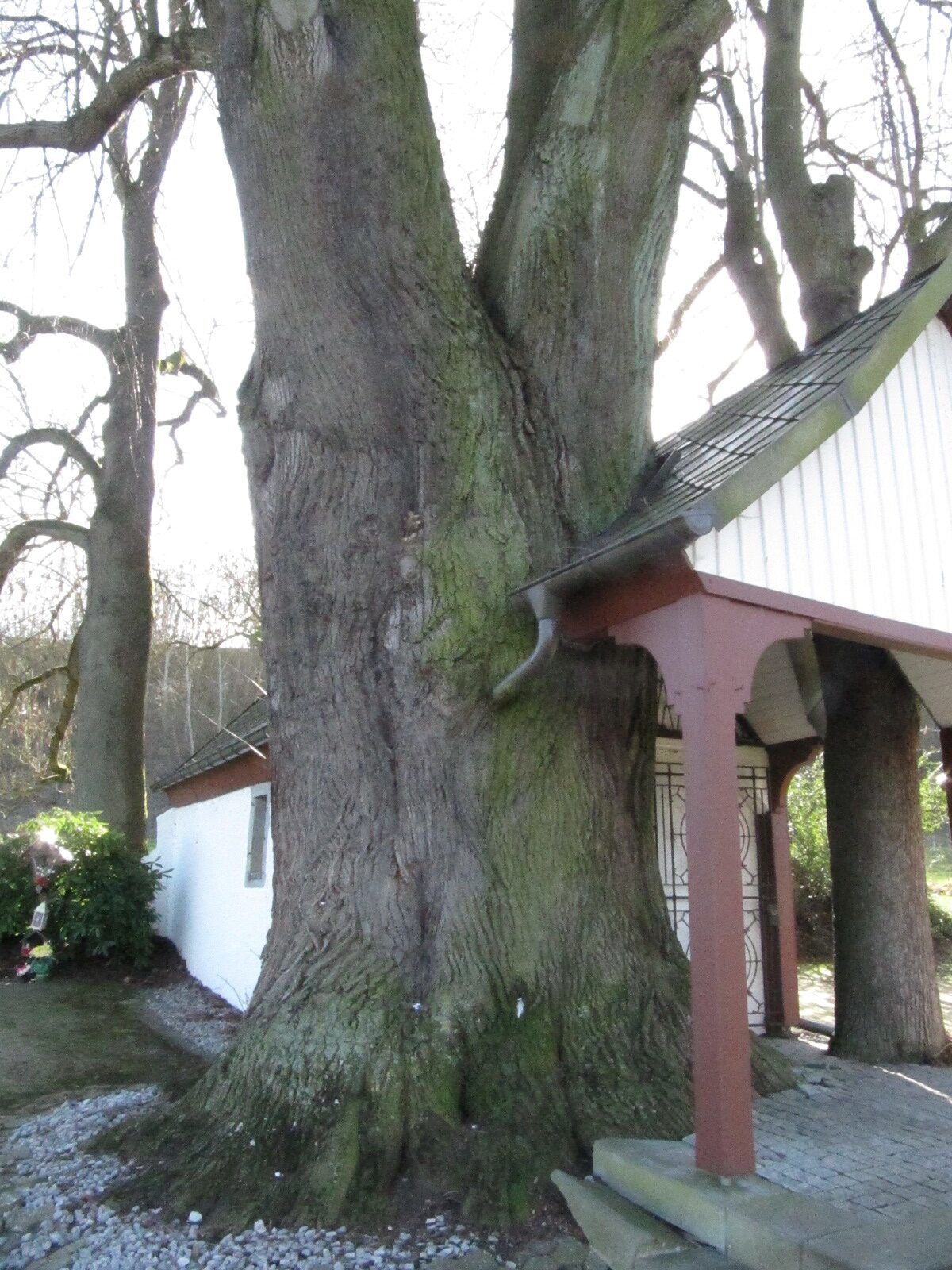 Tilia platyphyllos - Dernbach - Febr. 2024