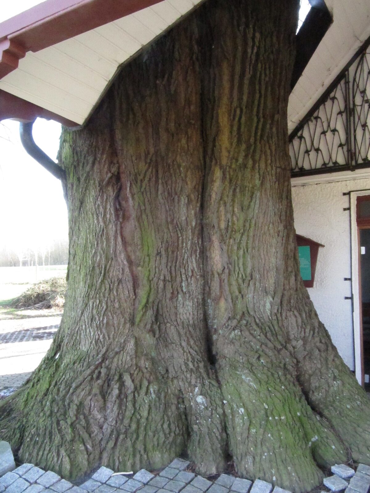 Tilia platyphyllos - Dernbach - Febr. 2024