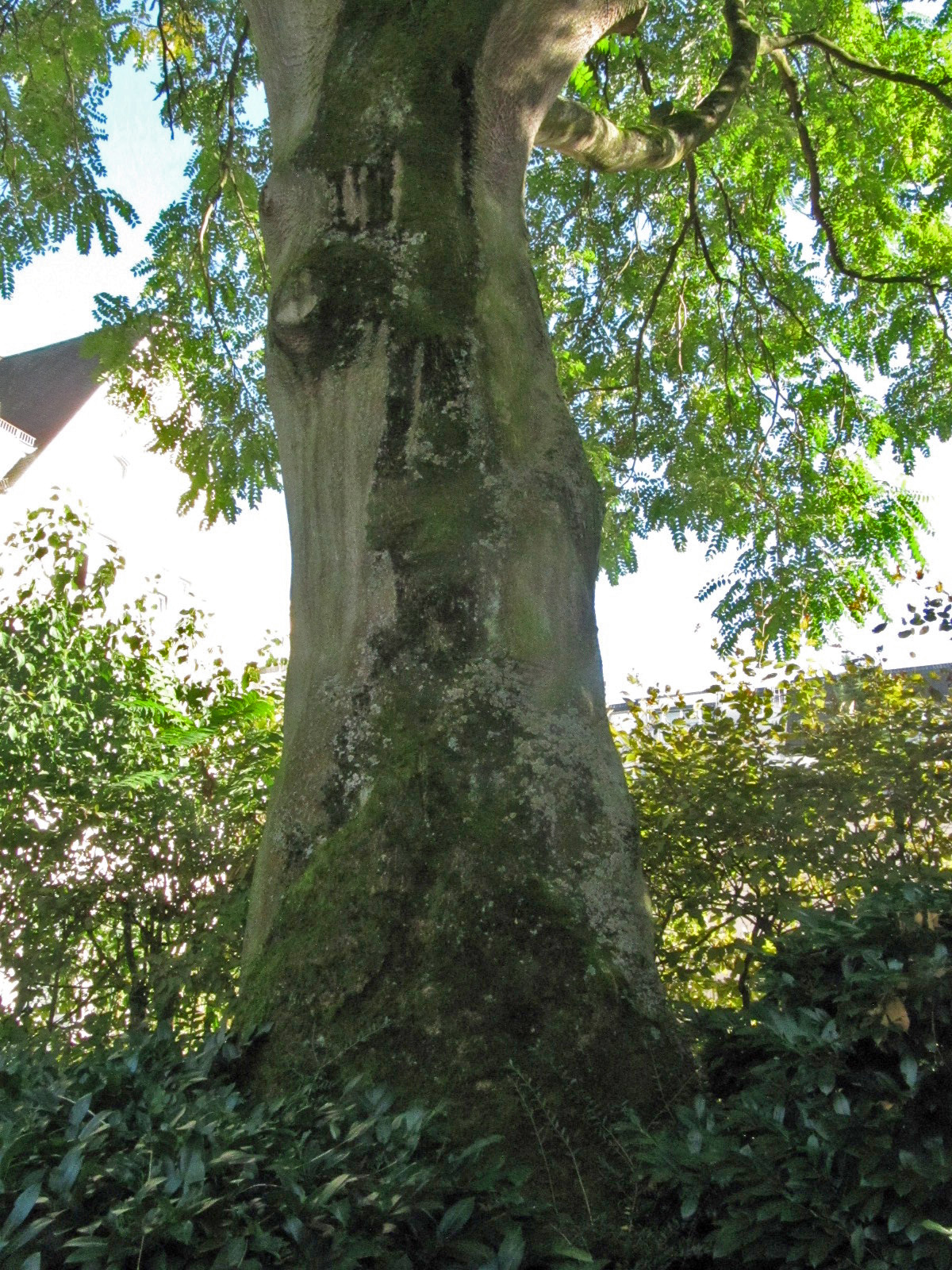 Ailanthus altissima