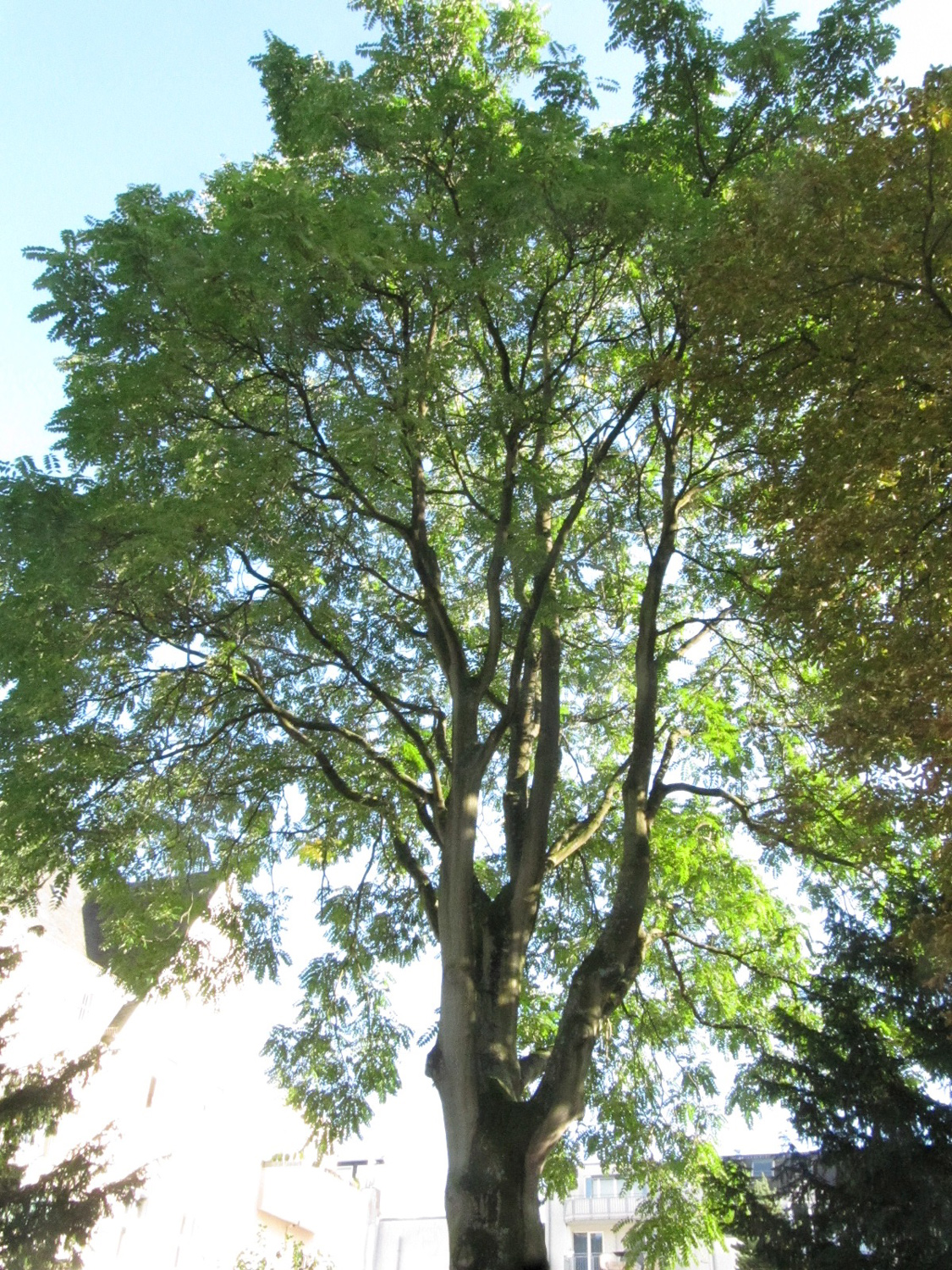 Ailanthus altissima - Erholungshauspark Leverkusen-Wiesdorf - Okt. 2023