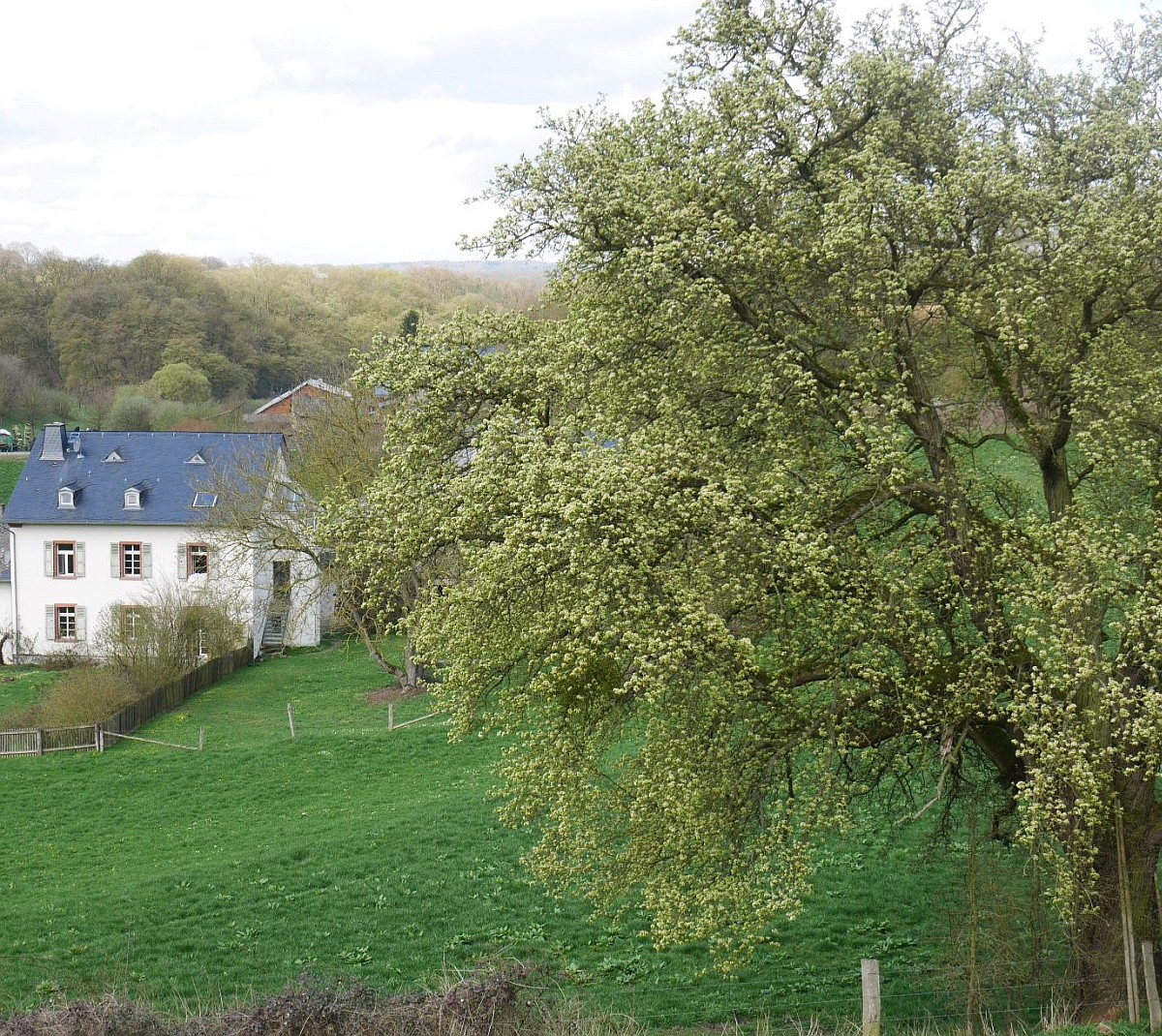 Pyrus communis - Gladbacherhof - 2016