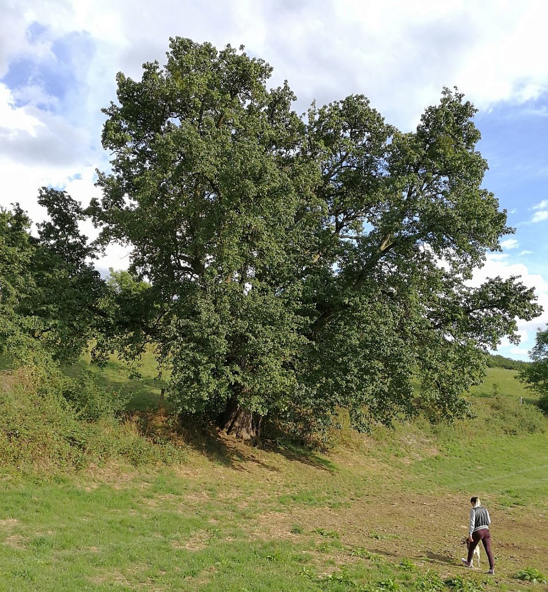 Pyrus communis - Gladbacherhof - 2016