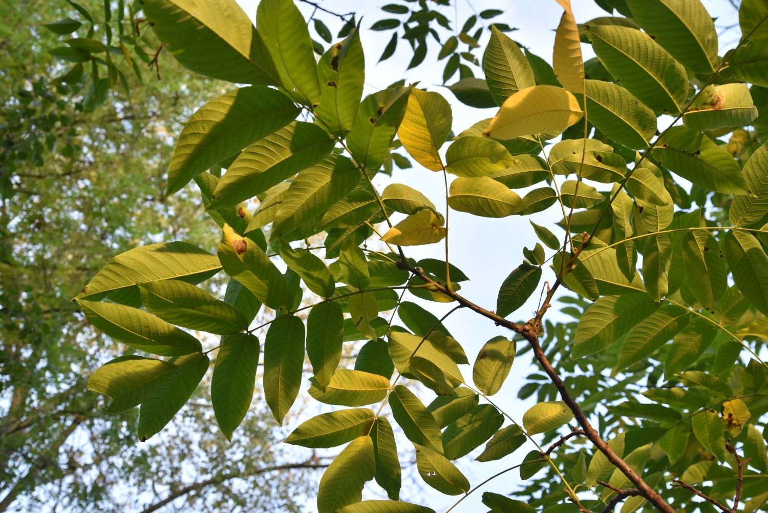 Juglans × intermedia - Frankfurt-Heddernheim - 2019