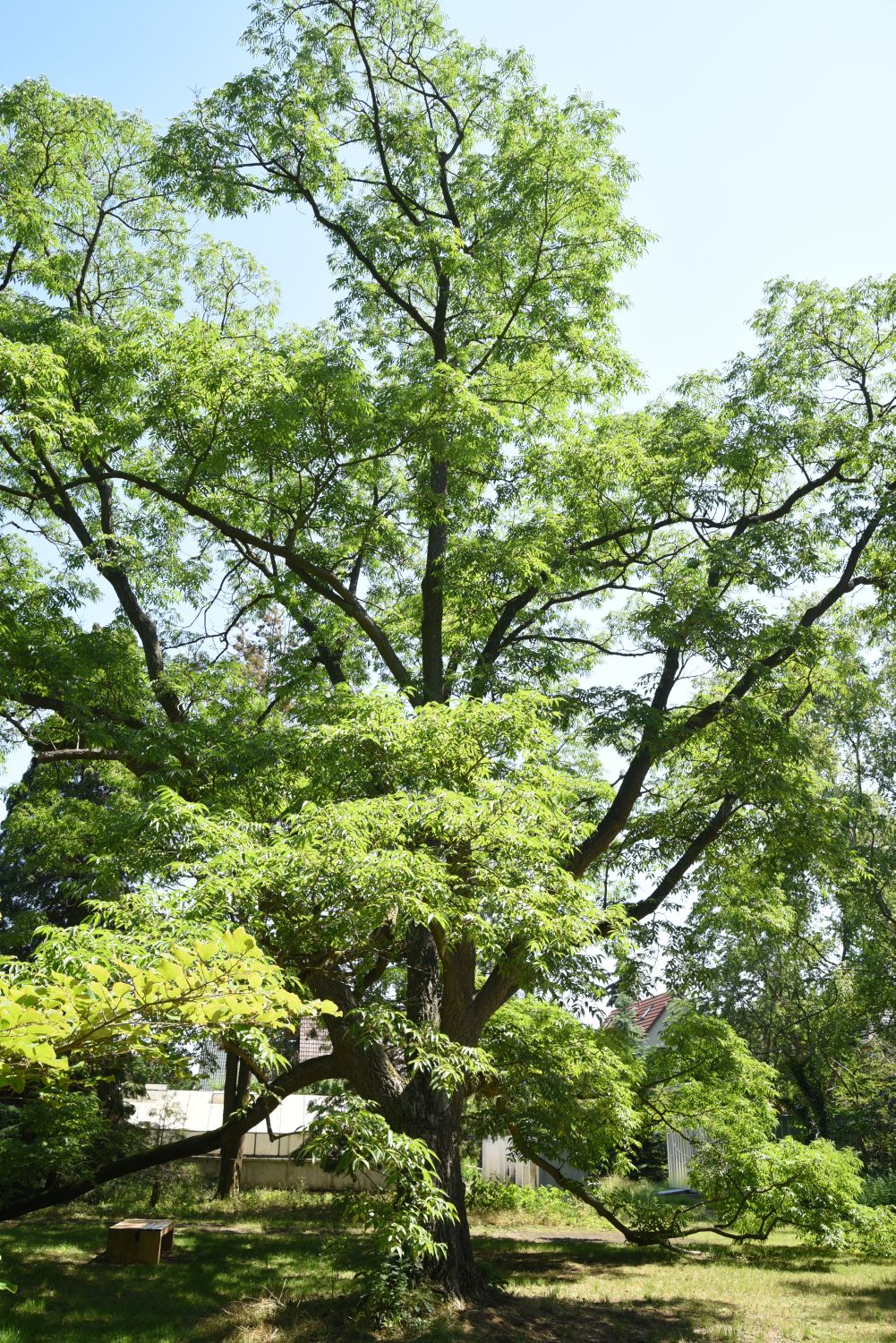 amurense Phellodendron