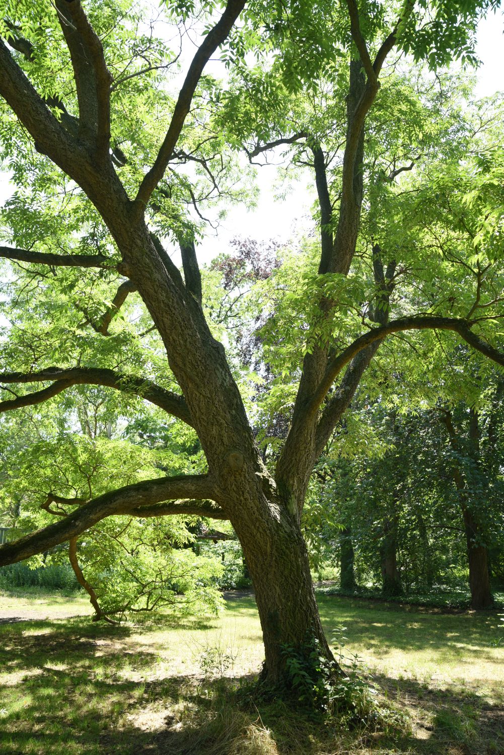 Phellodendron amurense - Berlin Tegel, Gartenarbeitsschule- 2019