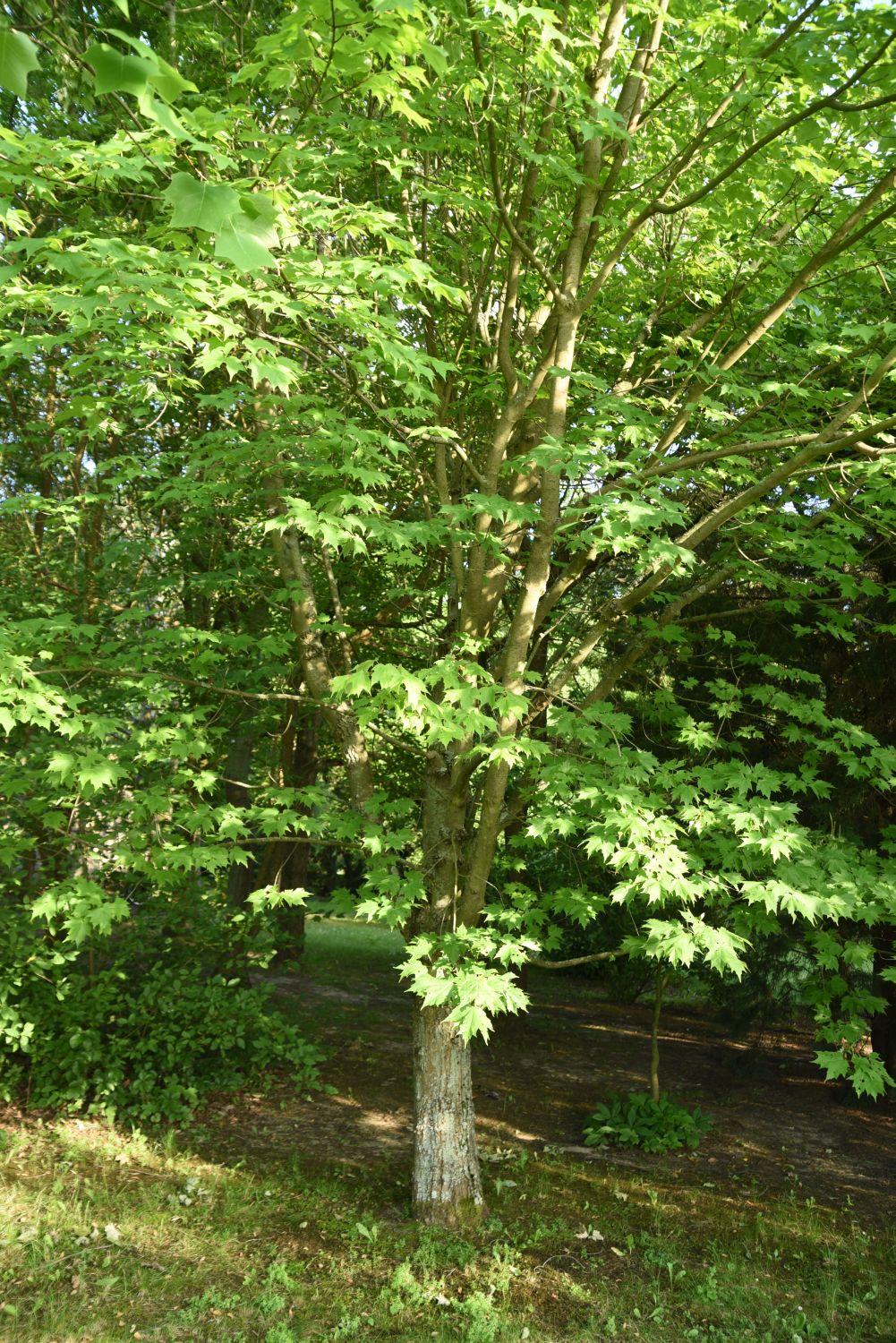 × freemanii Acer