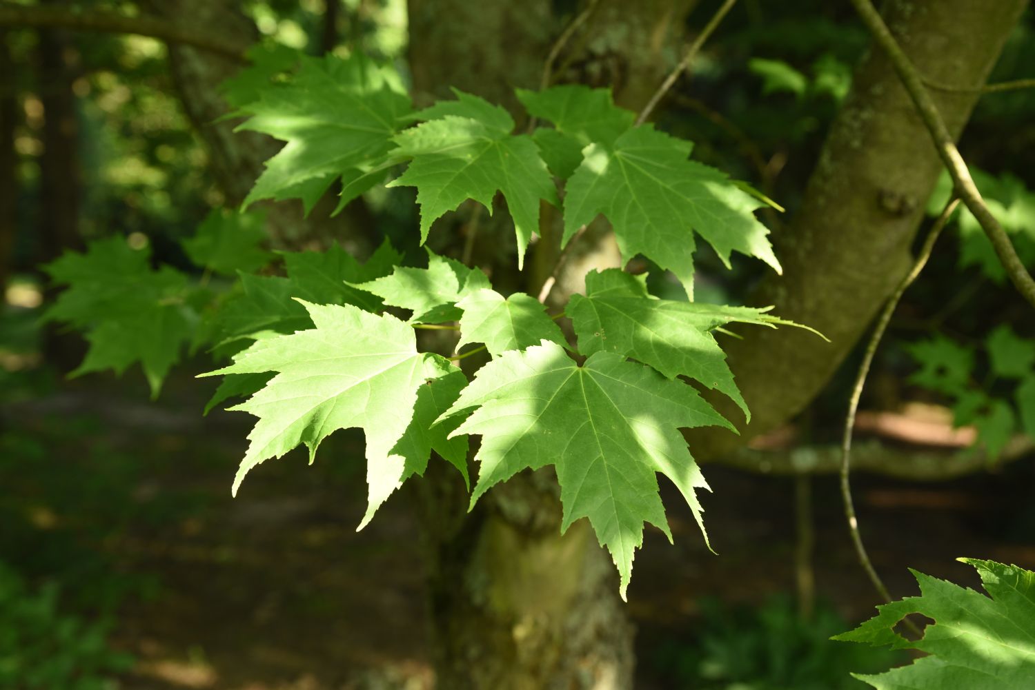 Acer × freemanii - Berlin-Blankenfelde, Arboretum - 2019