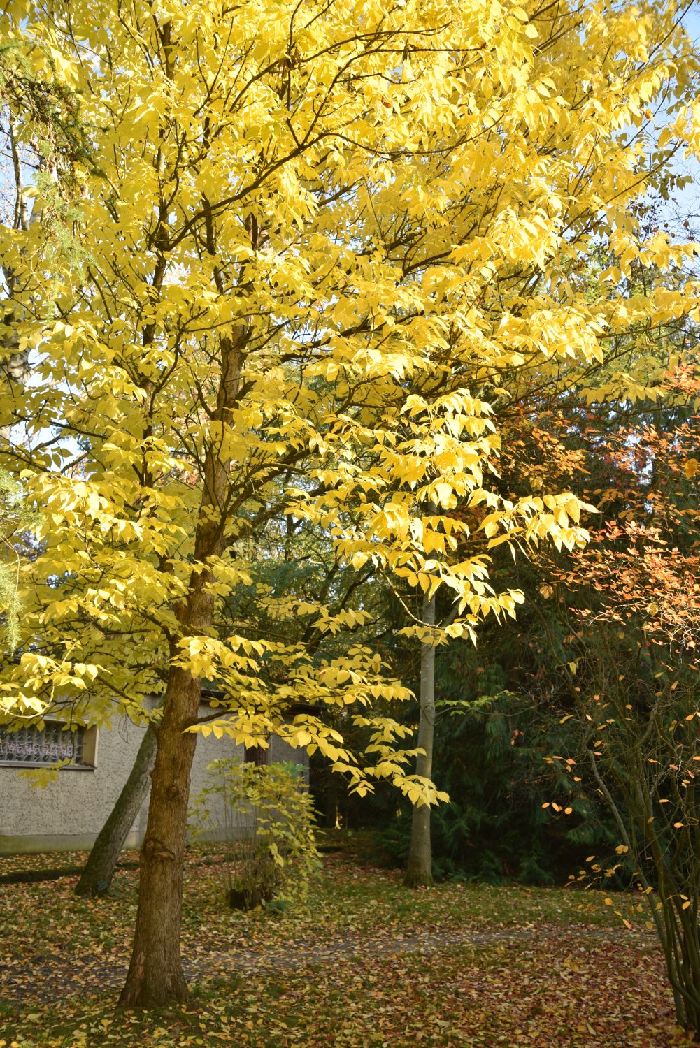 Fraxinus quadrangulata