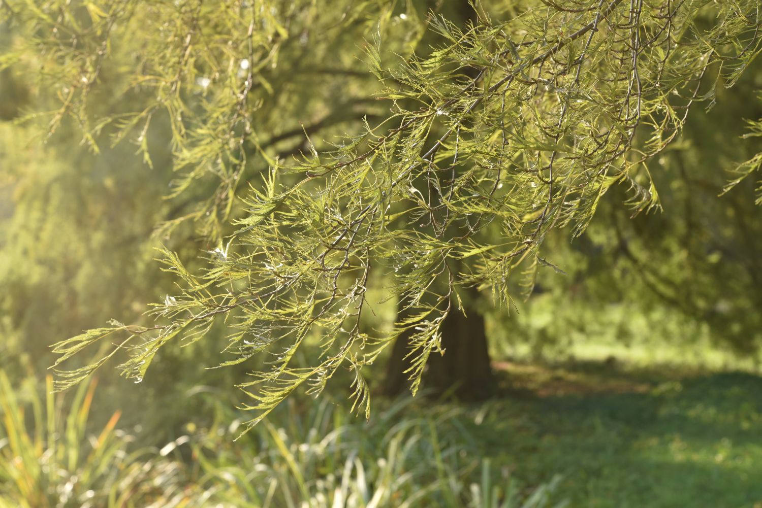 Alnus glutinosa 'Imperialis' - Berlin, Lietzenseepark - 2019