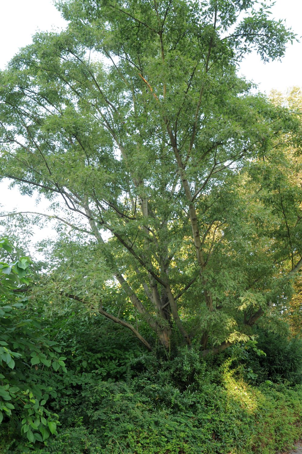 Alnus incana 'Laciniata' - Cottbus, Puschkinpark - 2015